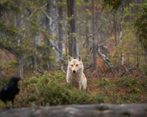 En ulv ses i en skov, hvor den har fået øje på en fugl i forgrunden.