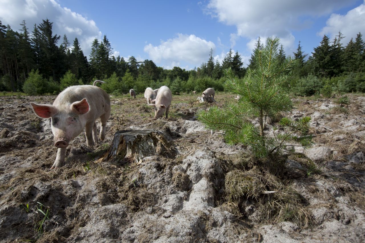 Om os dyrenes beskyttelse det gode dyreliv
