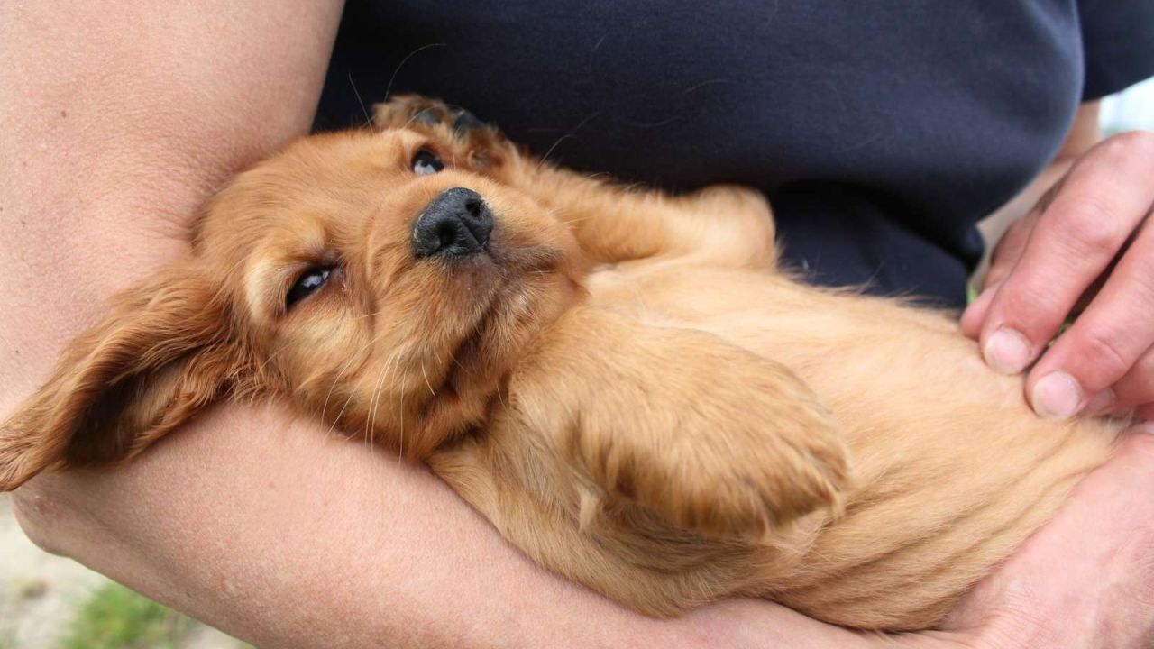 Hundehvalp ligger i armene på sin ejer