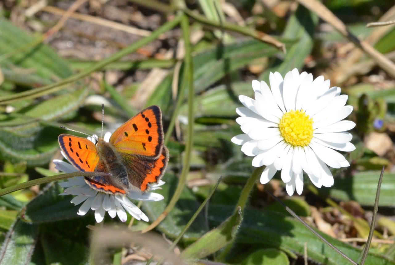Sommerfuglen Lille Ildfugl med sin brune krop og skinnende orange vinger sidder på tusindfryd.