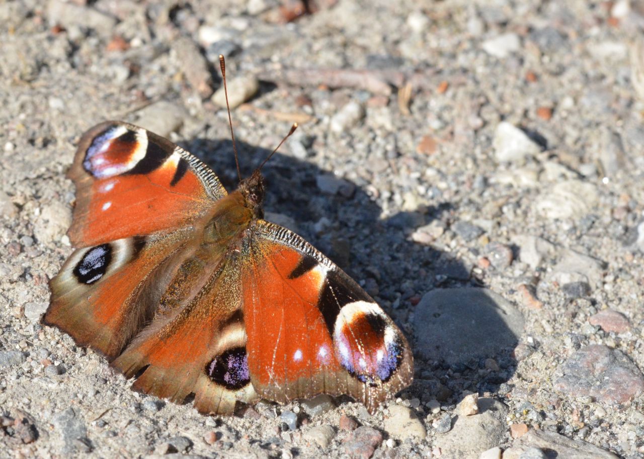 Sommerfugleartern Dagpåfugleøje med orange vinger og øjnelignende prikker, sidder på sten