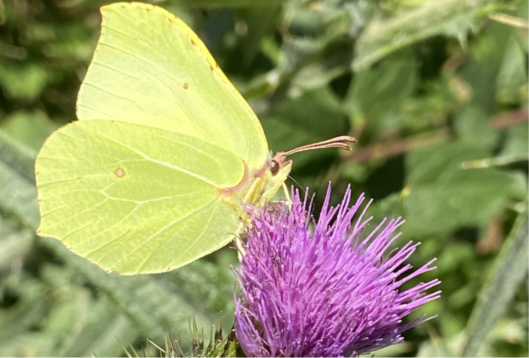 Gul Citronsommerfugl sidder på lilla tidselblomst. 