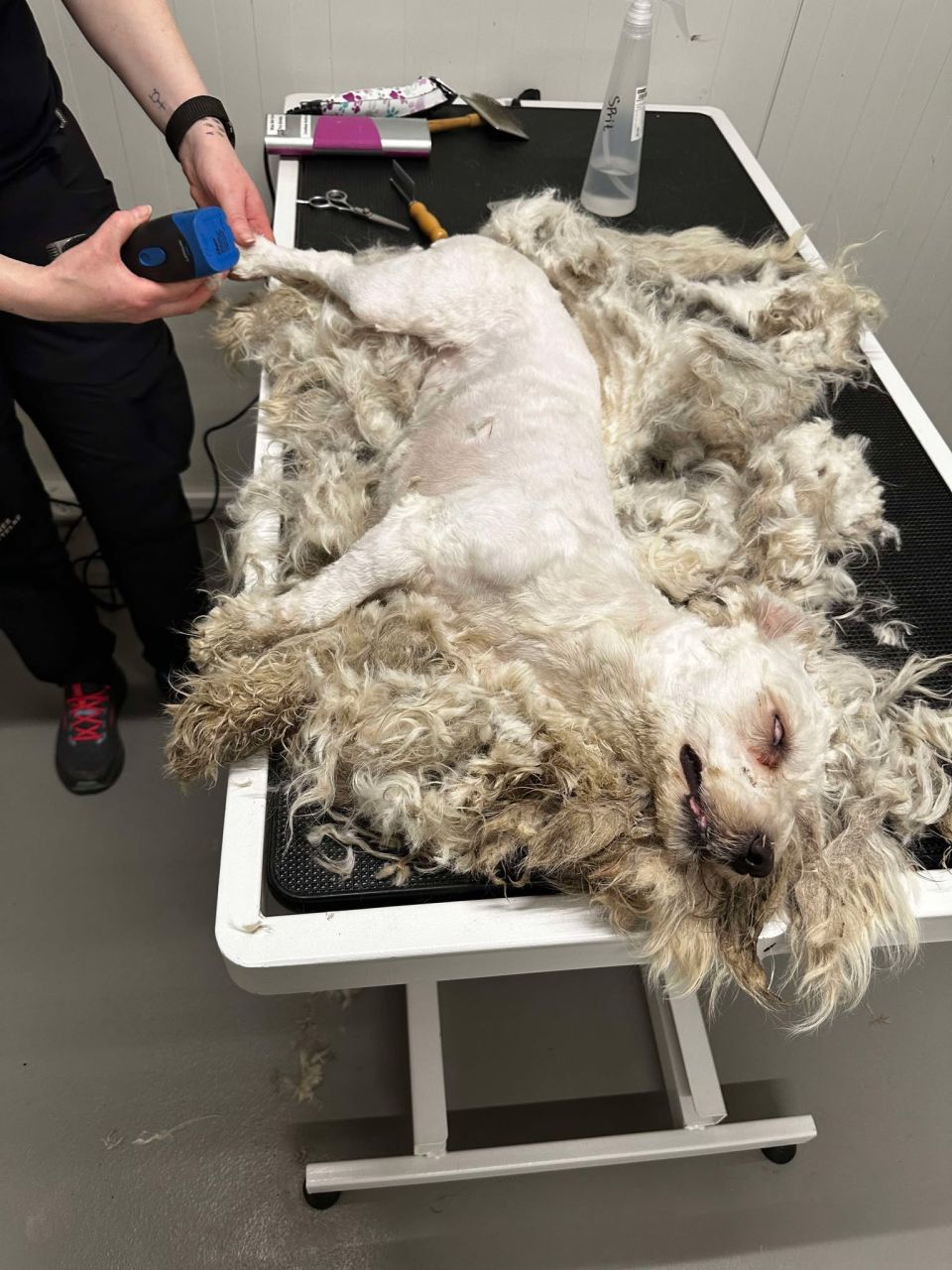 Hunden Sally ligger på briksen og bliver klippet helt ned