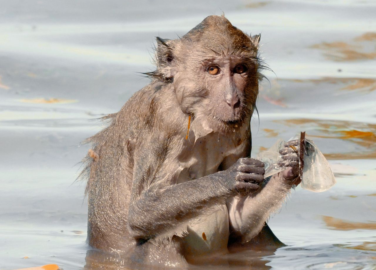 Våd makak-abe sidder i vand og holder et stykke plastik