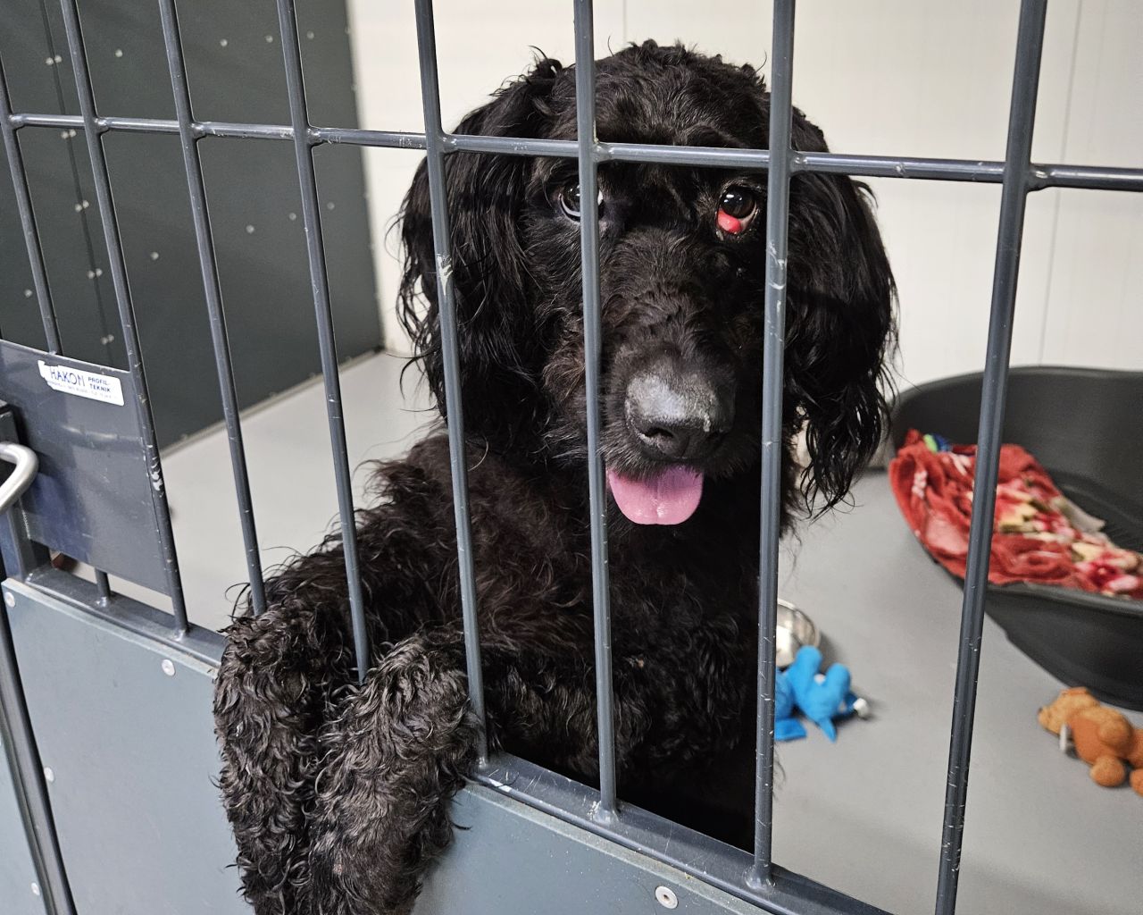 Sort hund med stort cherry-eye