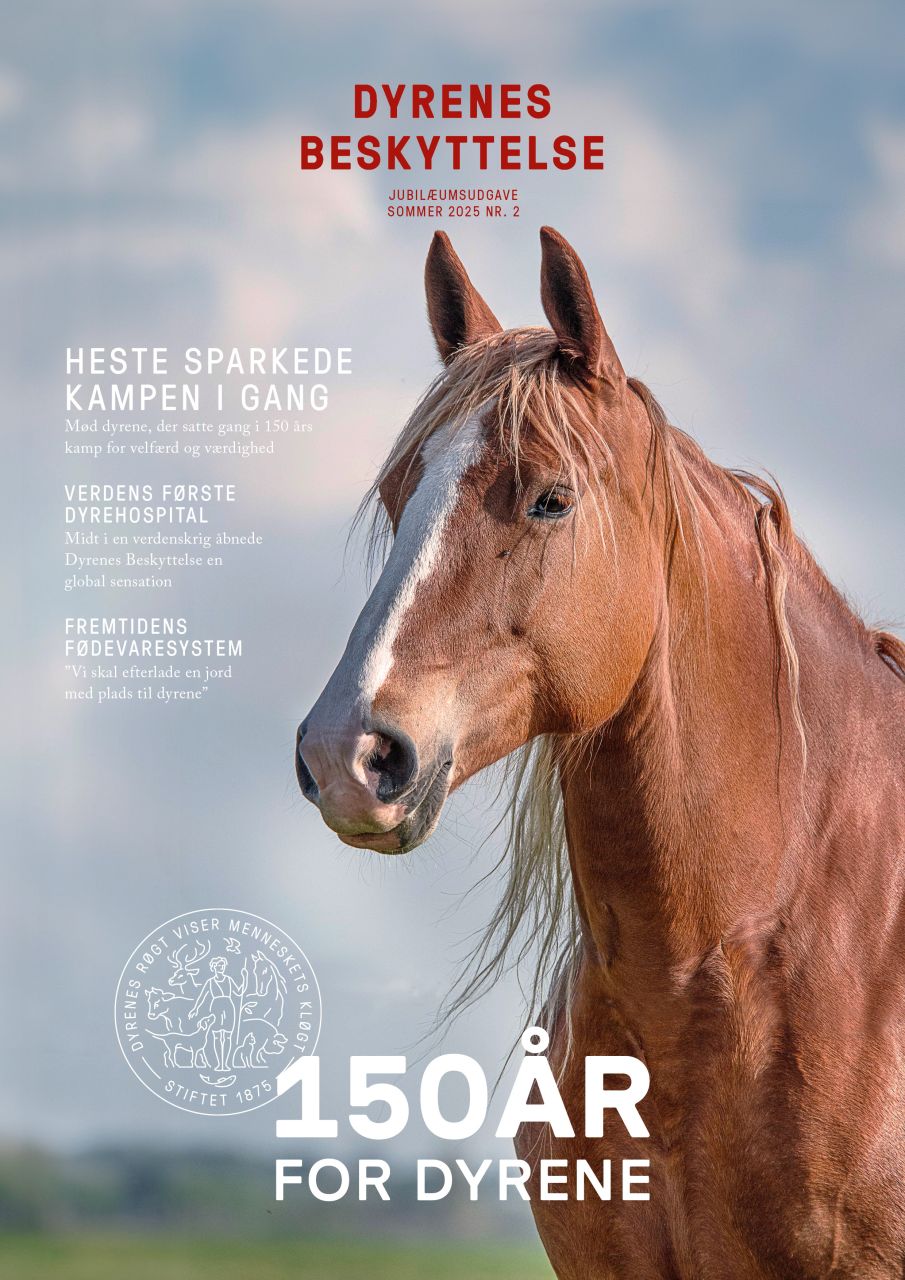 Hest på forsiden af medlemsbladet kigger fremad og ud i horisonten