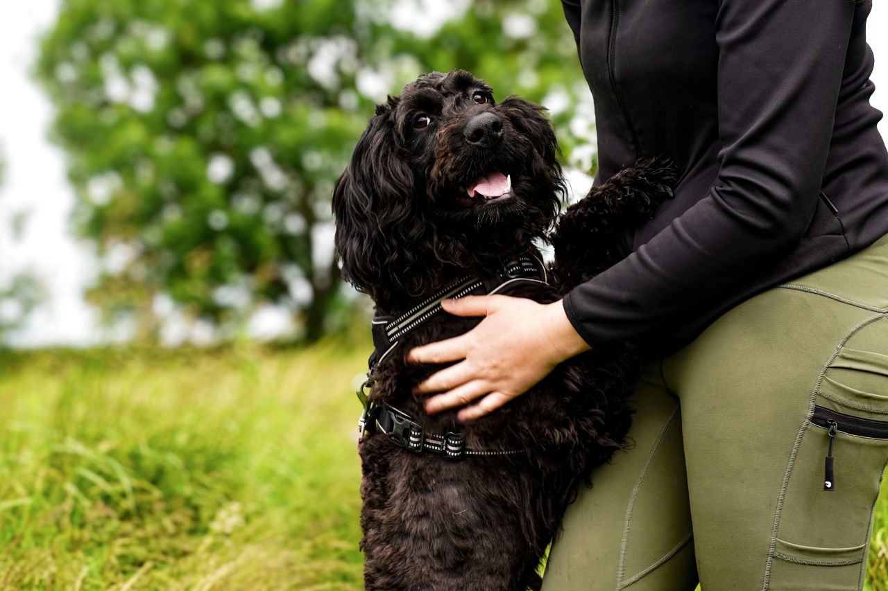Glad hund udendørs med træner