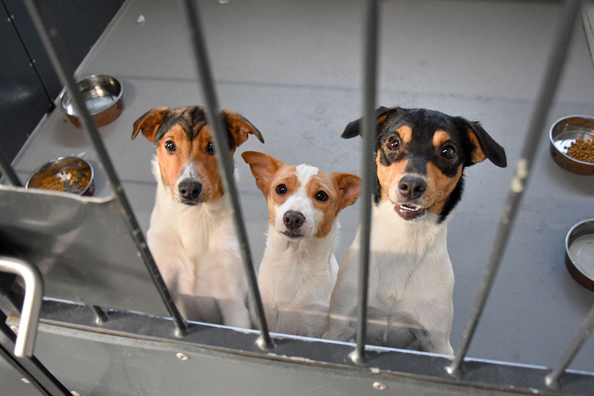 Tre hunde står bag tremmer og kigger bedende på kameraet
