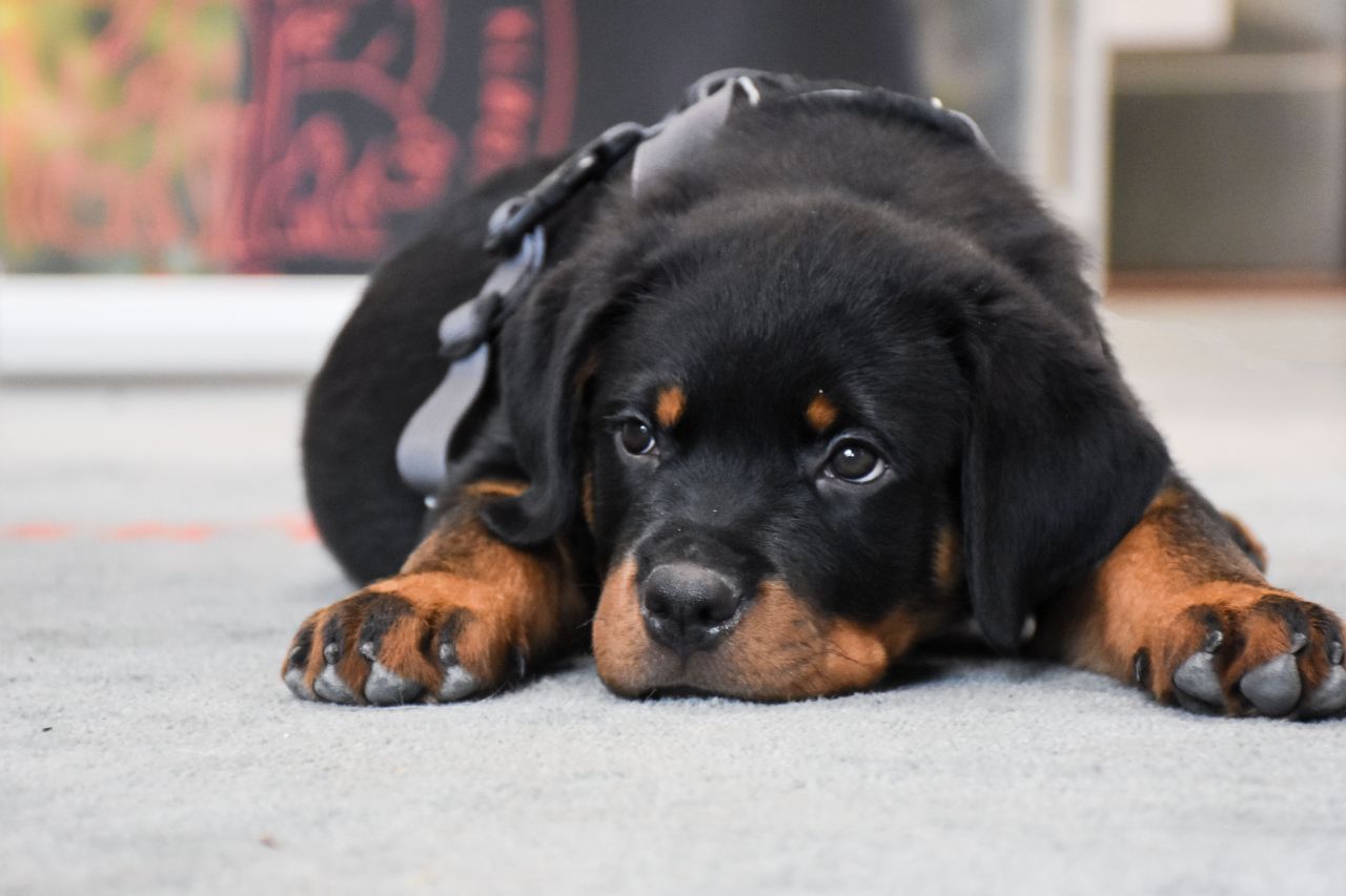 Rottweilerhvalp ligger på gulvet med et lidt betuttet udtryk i ansigtet.