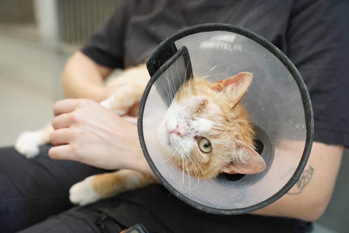 Katten Kaptajn kigger i kamera efter operation. 