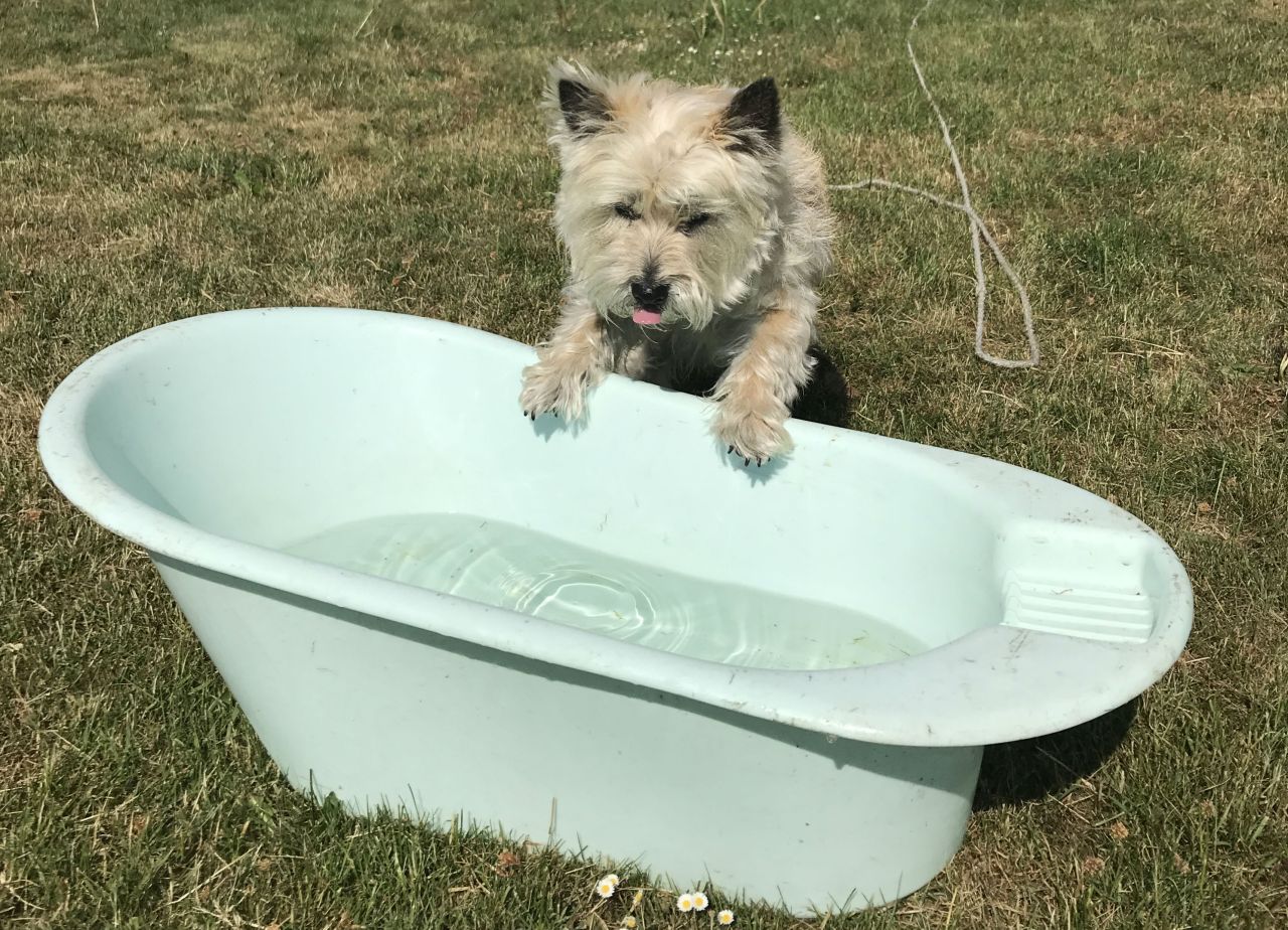 Hund ved badebassin