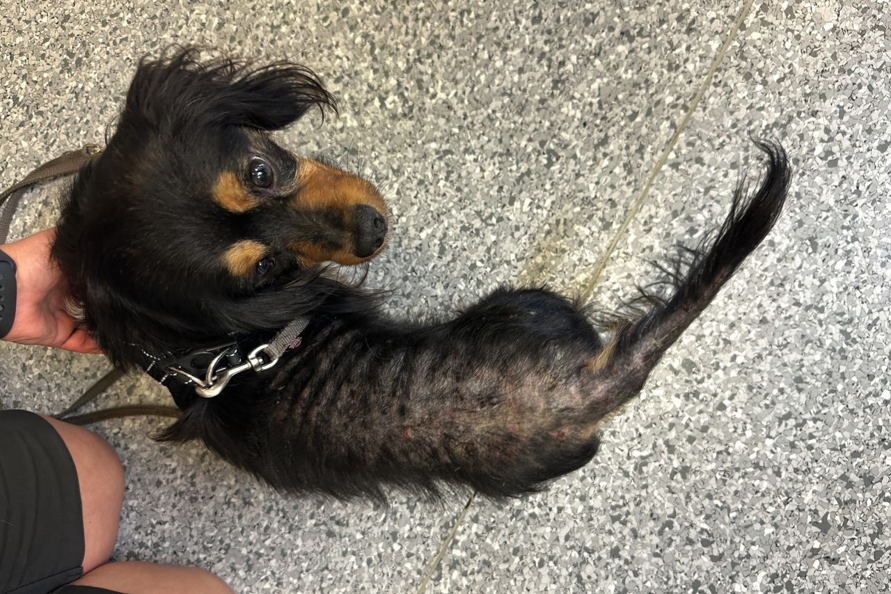 Lille hund med bar ryg som konsekvens af loppeallergi