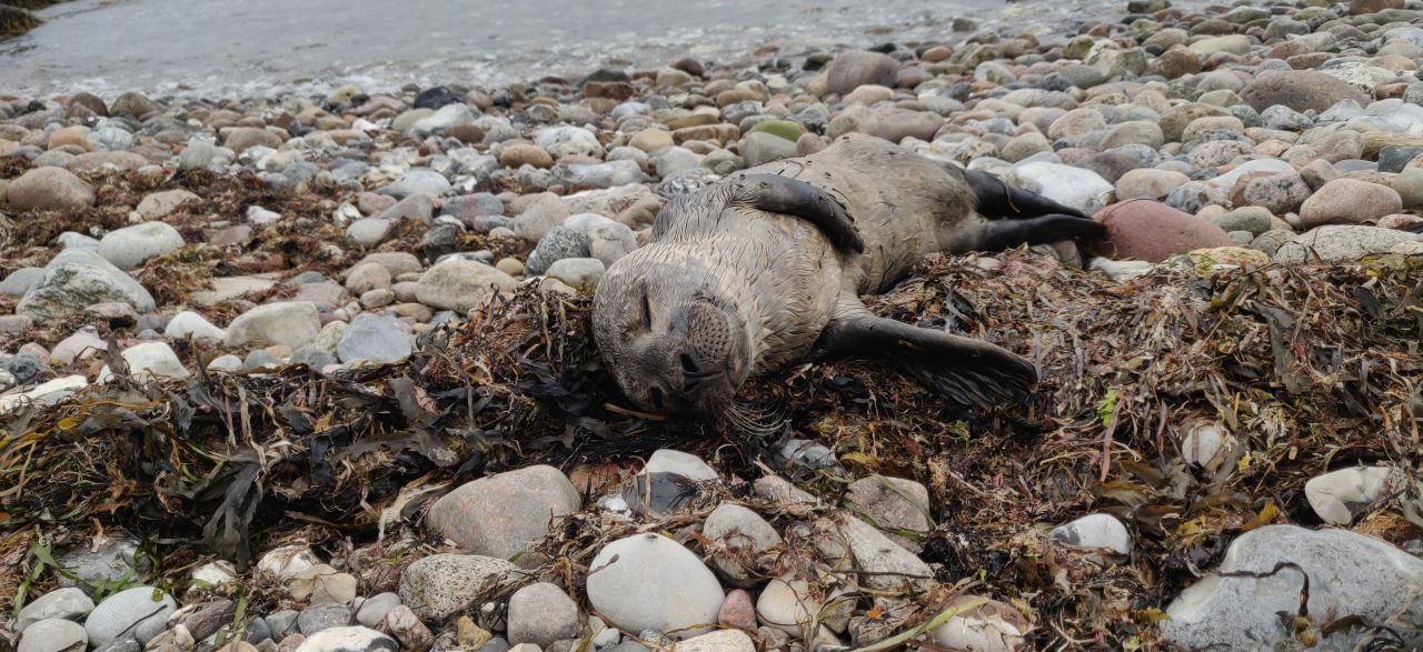 sælunge på stenstrand er dækket af fluer
