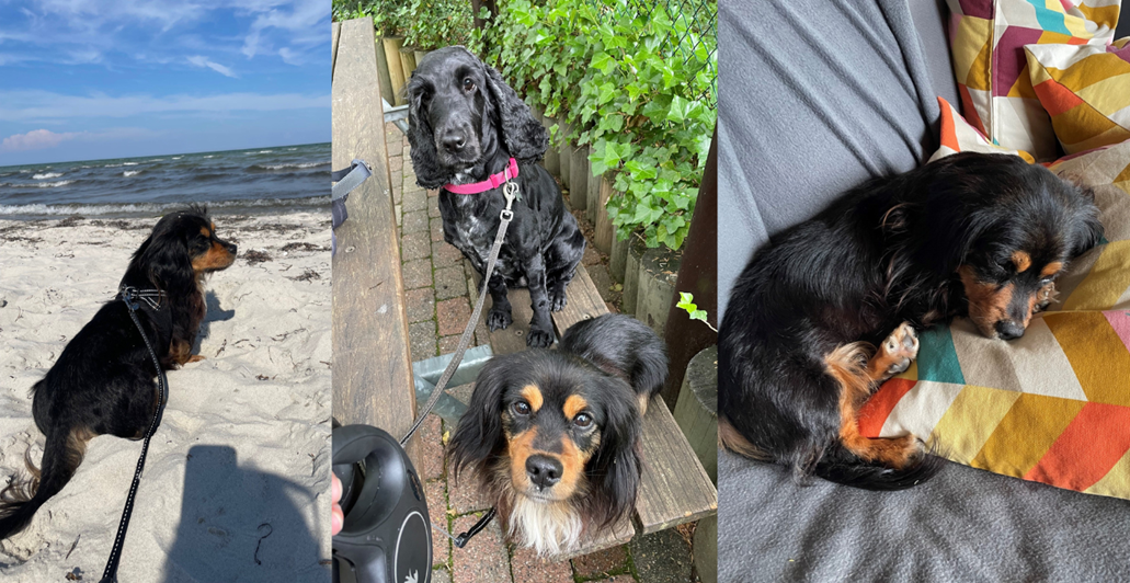 Bennys liv har taget en drejning. Nu er han på stranden, skovtur og hygger i sofaen