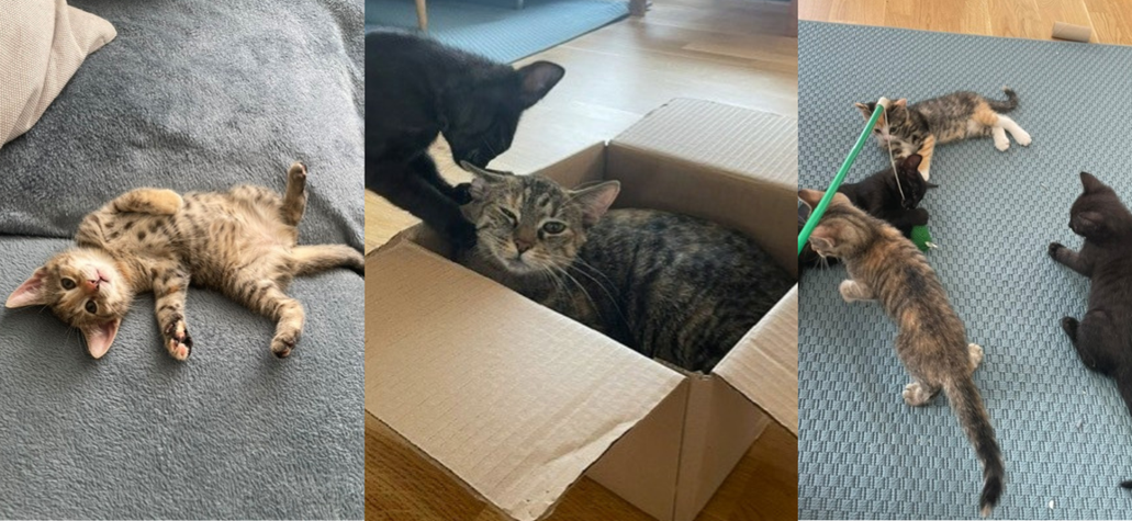Der er fuld gang i legen hos plejefamilien, hvor Solsikke, Soleima, Solrun og Solvej boede med deres mor