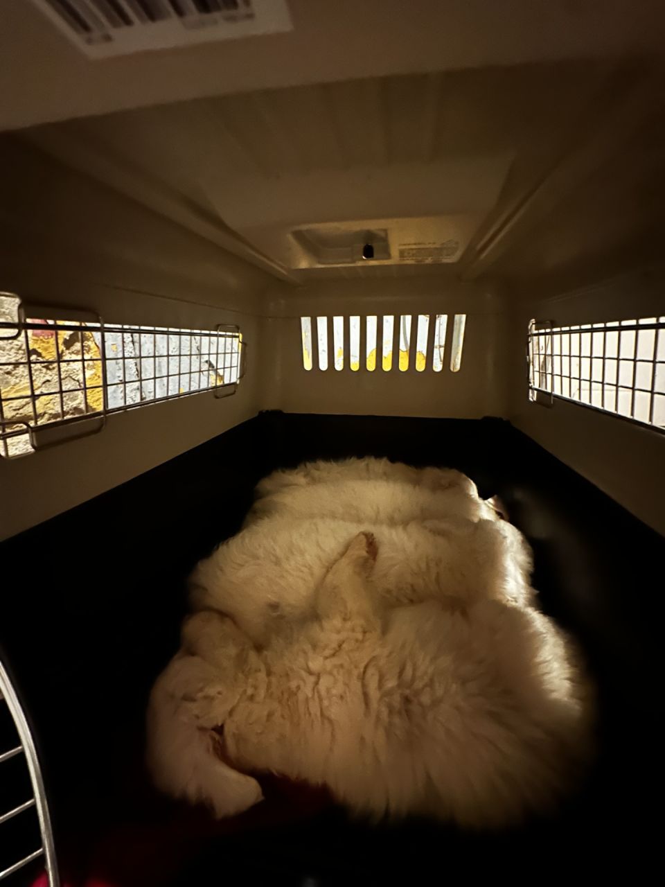 De fire hvalpe ligger sammen i transportkasse og sover. 