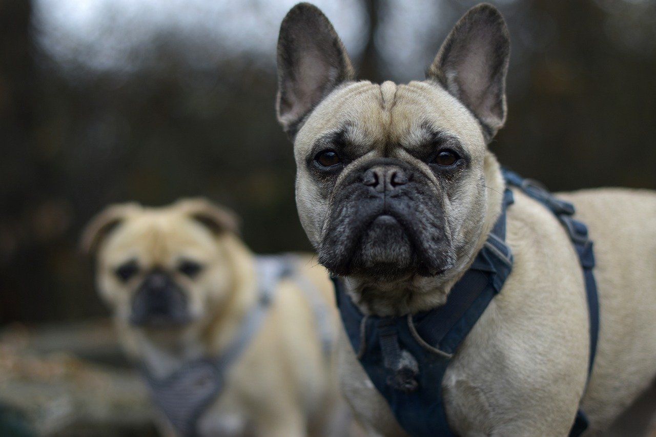 En fransk bulldog kigger i kameraet. 