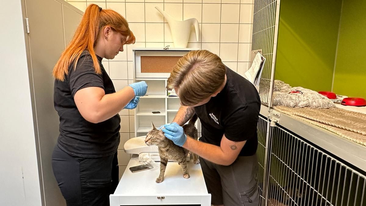 Kat fra kattesag bliver tilset