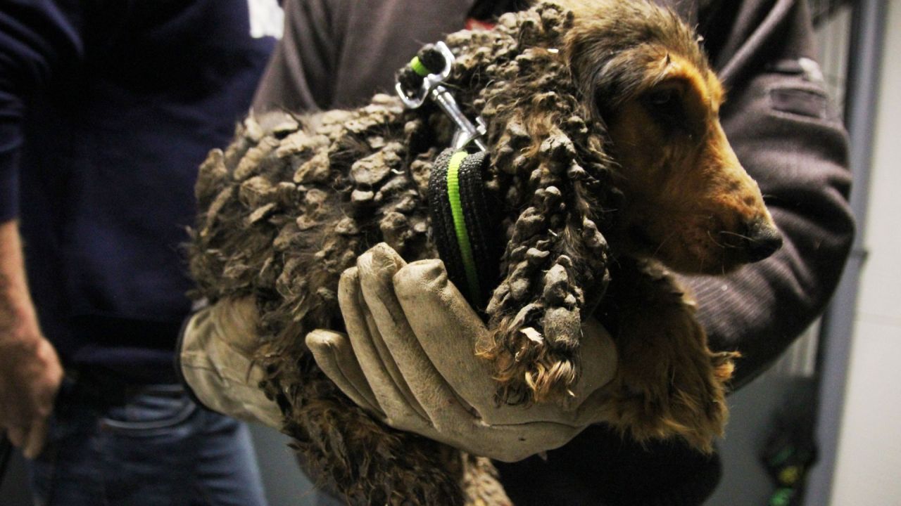 cocker spaniel med lange ører er smurt ind i møg, og bliver holdt i hænder på et menneske med handsker på
