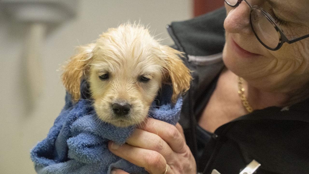 lille golden retriever-hvalp holdes omsvøbt i et blåt håndklæde