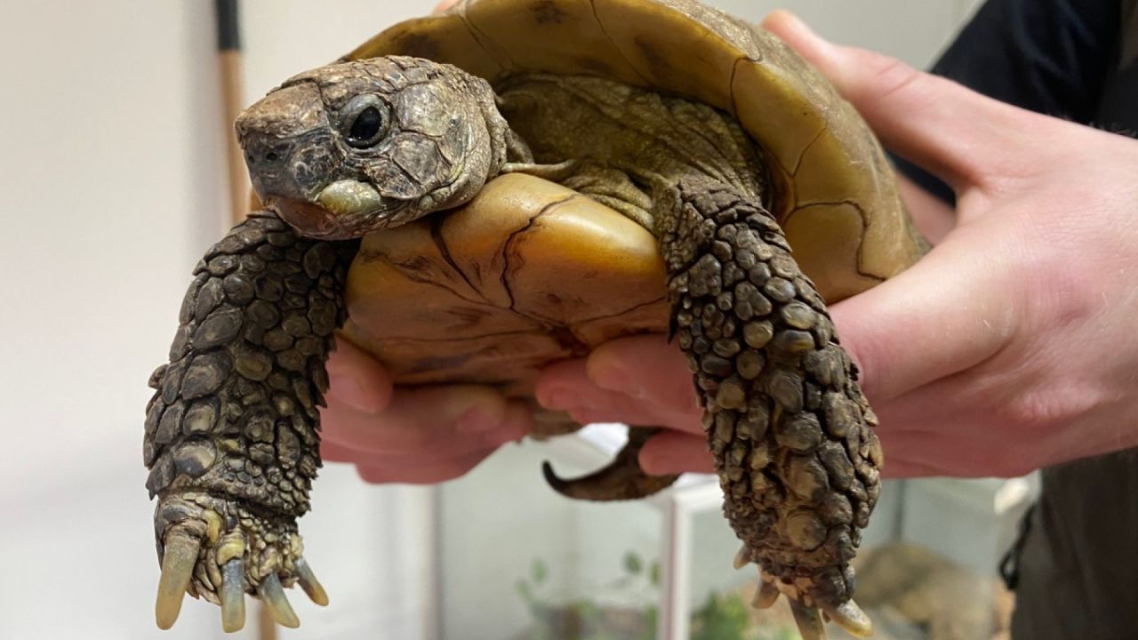 skildpadde bliver holdt mellem to hænder