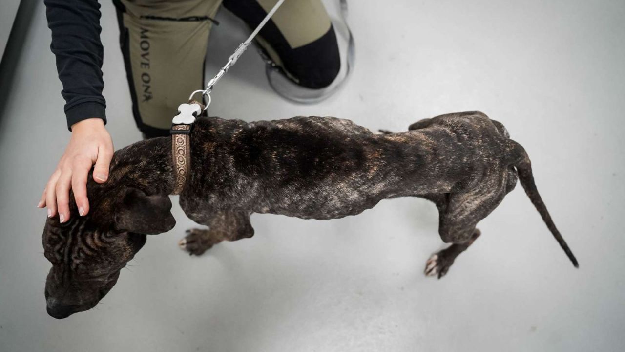 meget tynd hund står på gulvet og er set ovenfra