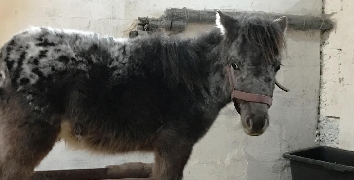 sort hest står med lang, uplejet pels