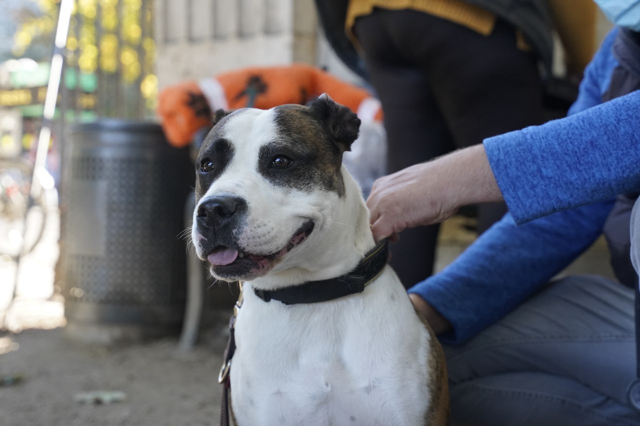 Hvid og brun hund med kort pels sidder og kigger ud af billedet. En person holder den blidt i halsbåndet.