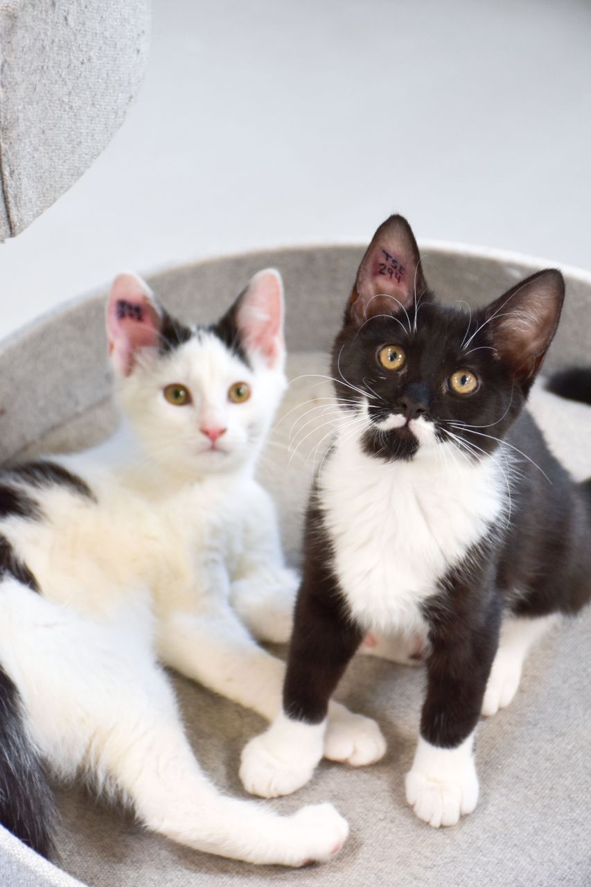 To katte på dyreinternat kigger i kameraet