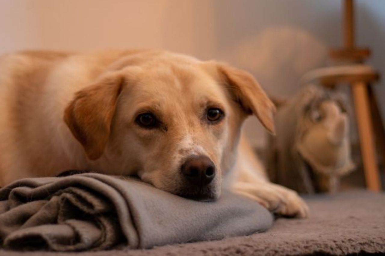 Hund ligger på tæppe