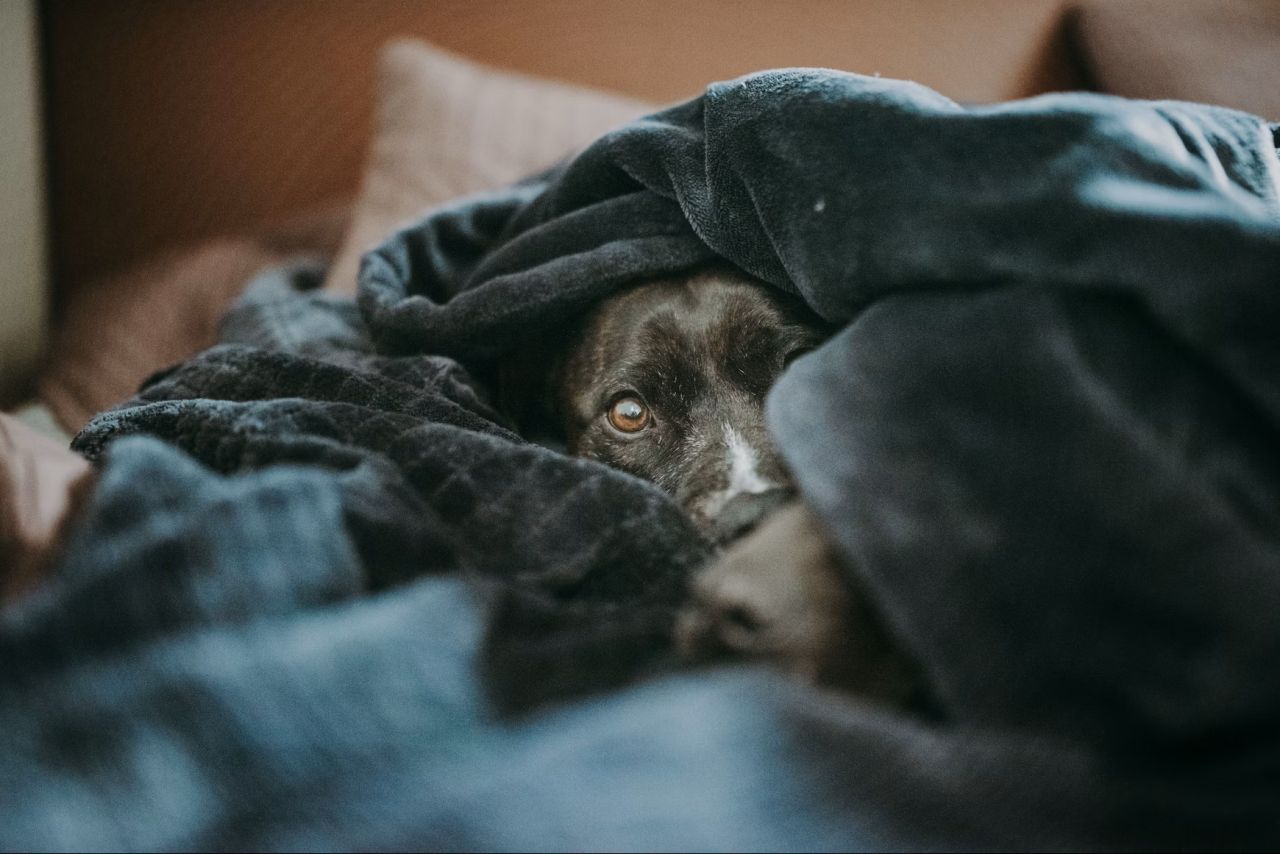 Hund gemmer sig i sin hule