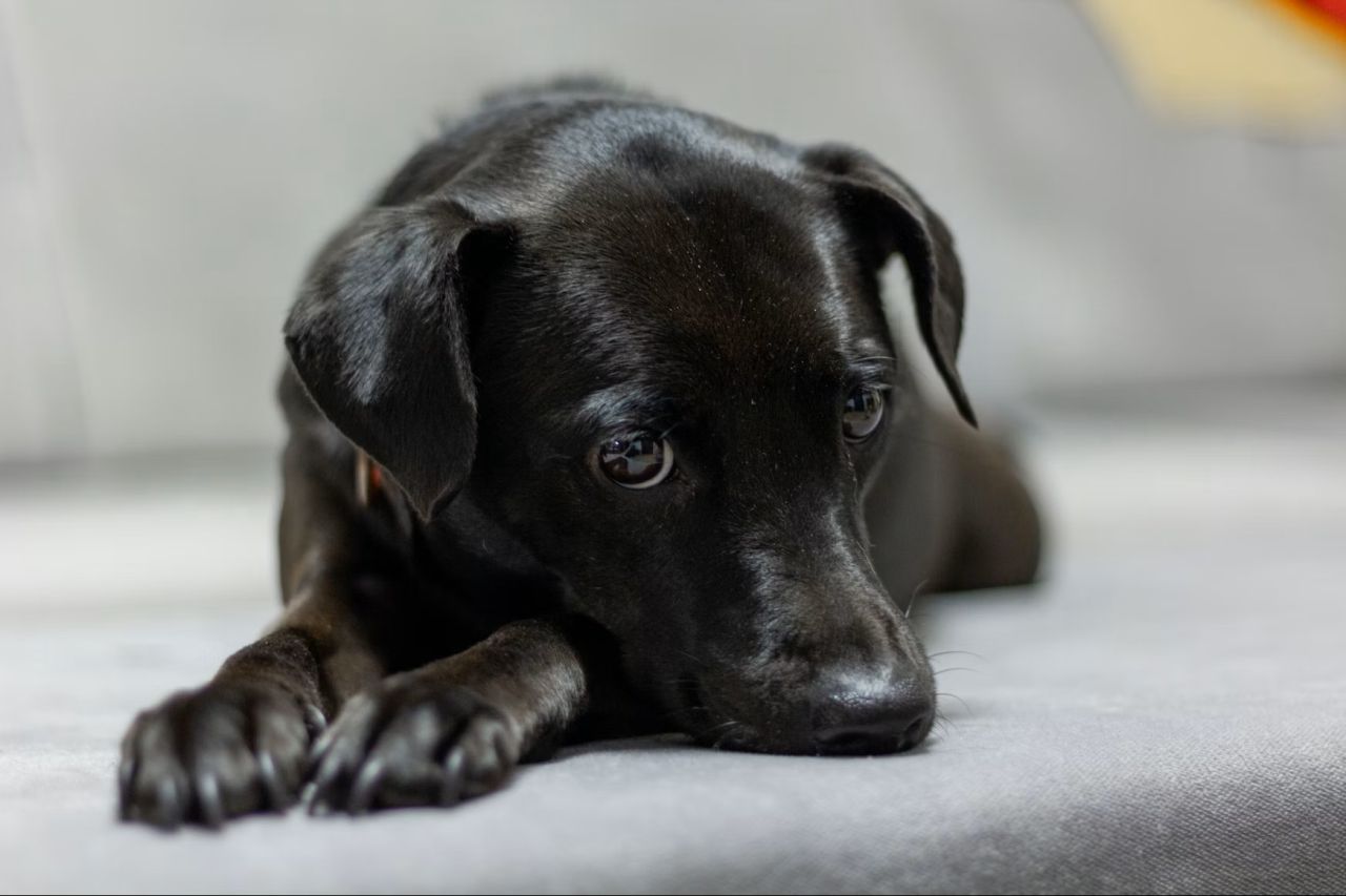 Ængstelig hund