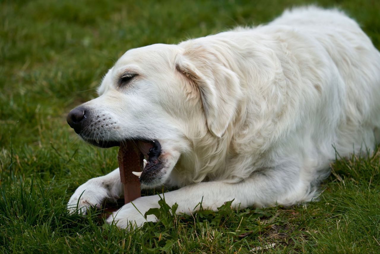 Hund med tyggeben