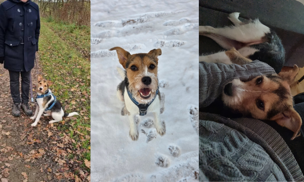 Tre billeder af hunden Balder: På gåtur, i sneen og i sofaen