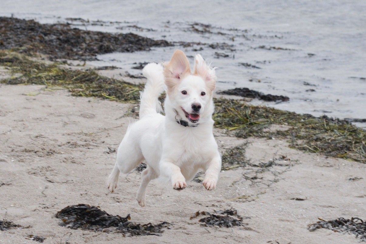 Løs hund på stranden