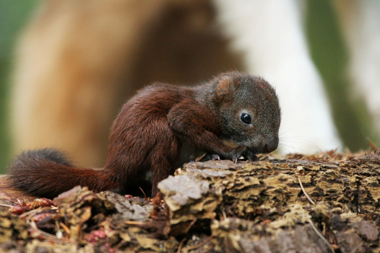 Egernunge i naturen