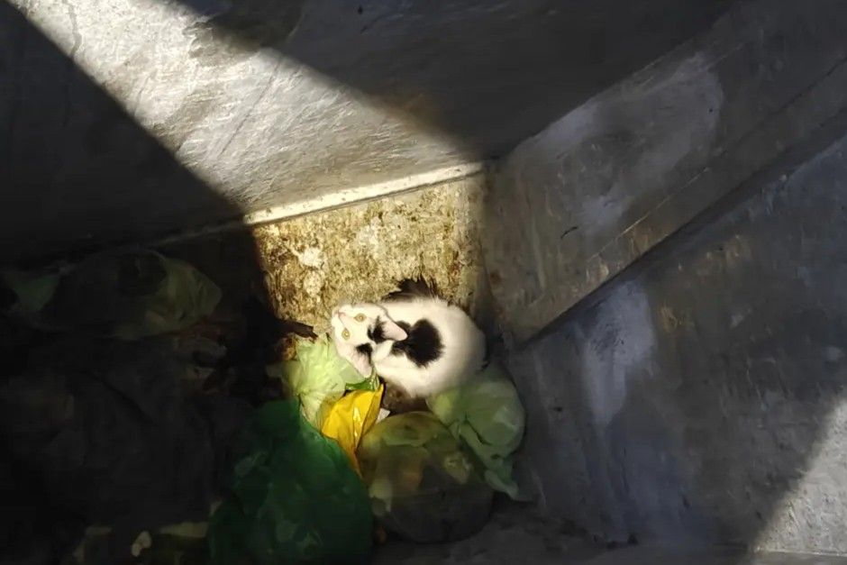 Katten i skakten