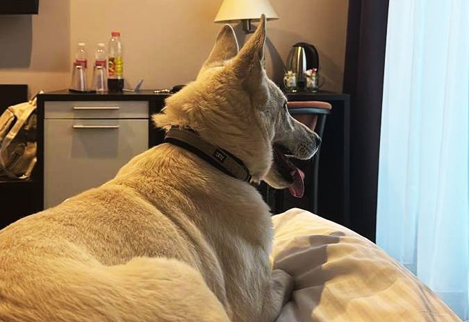 En hvid schæferhund ligger på en seng og kigger ud af et vindue.