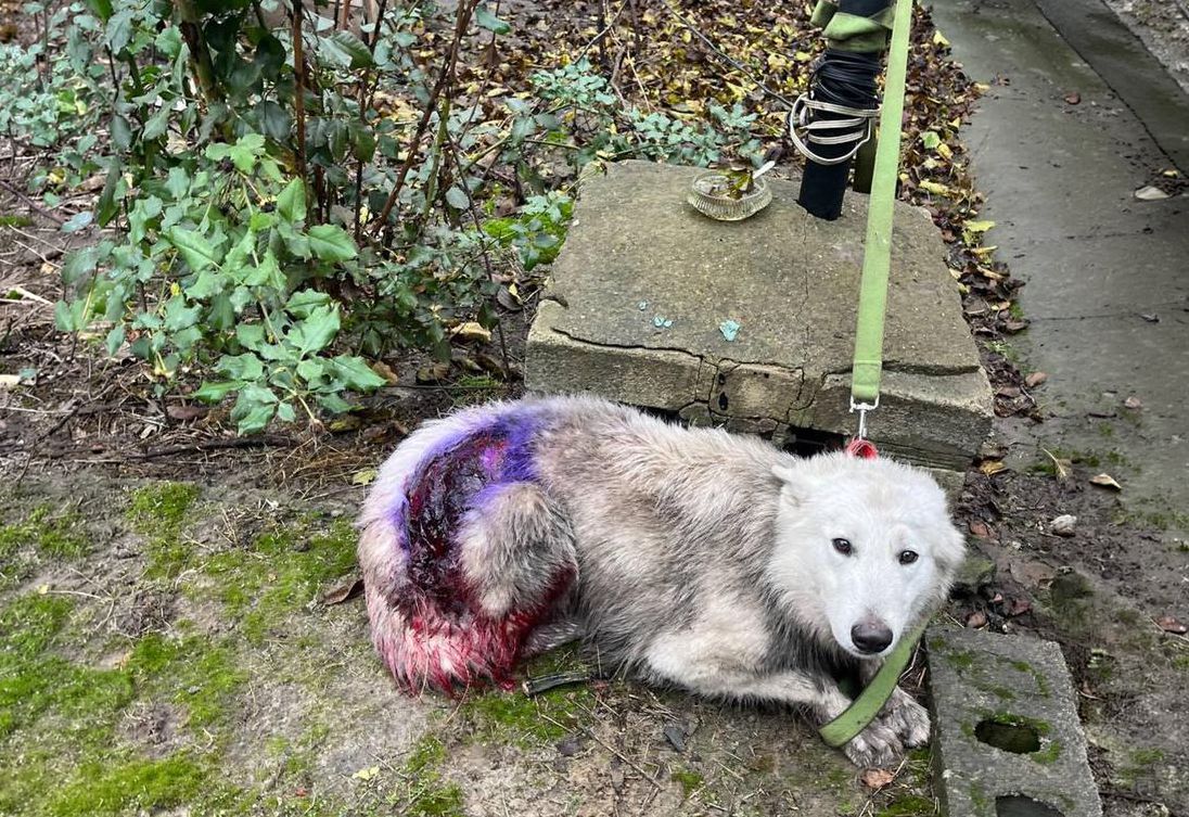 En hvid hund ligger på jorden, hvor den tydeligt såret. Den har et stort står på bagparten, som er blevet behandlet med noget desinficerende.