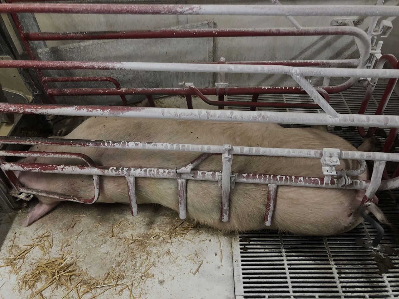 En so ligger fastlåst mellem metalbøjler i en svinestald