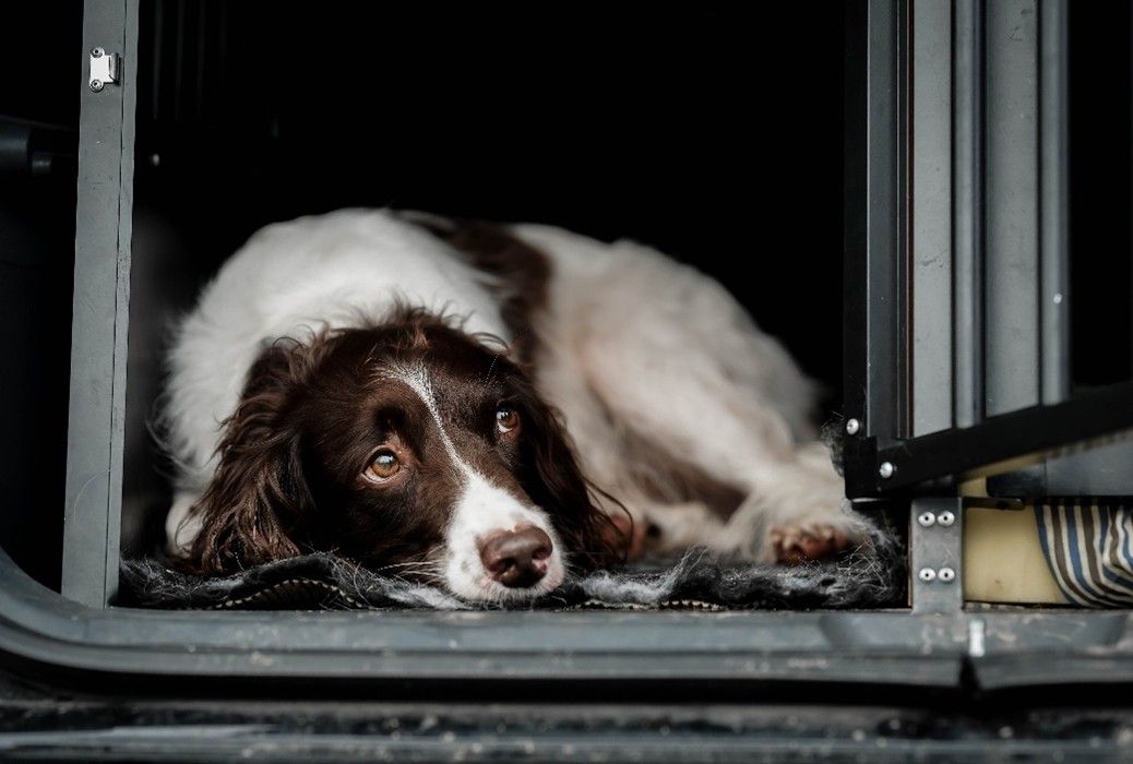 Hund ligger i en døråbning i ser trist ud.