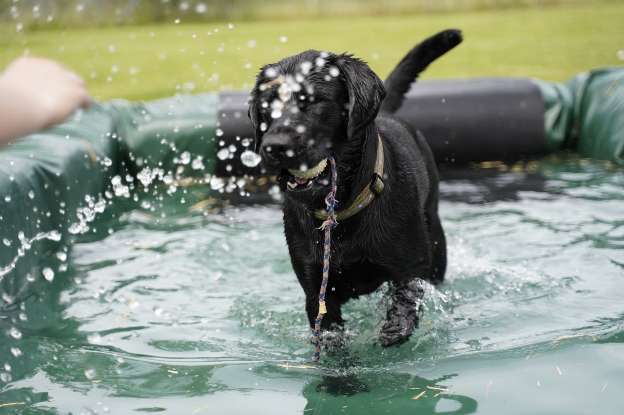 Hund i badebassin