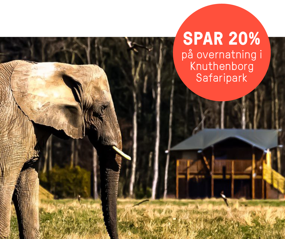 Elefant i Knuthenborg Safaripark